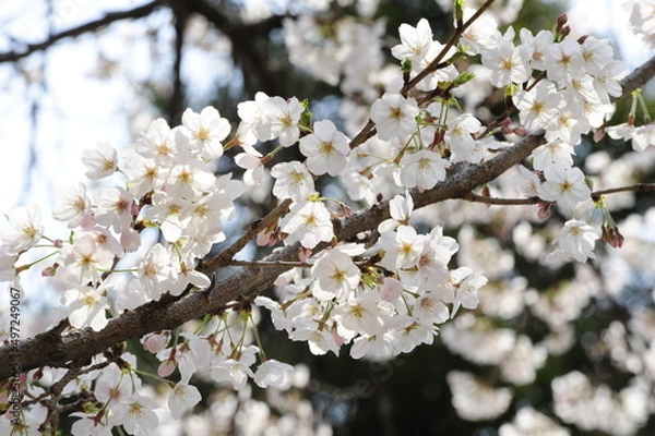 Fototapeta cherry blossom in spring