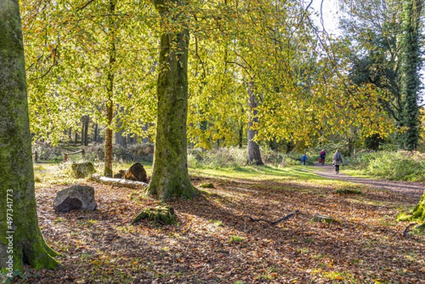 Fototapeta A beech tree in autumn in Speech House Woodland in the centre of the Forest of Dean, Gloucestershire, England UK