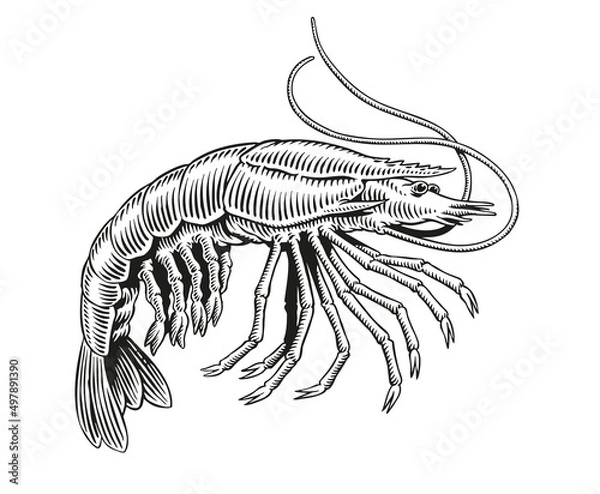 Fototapeta Shrimp or prawn black and white engraving vector illustration for menu, poster or label.