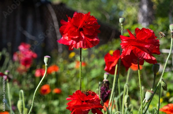 Fototapeta beautiful poppies blooming on a flowerbed