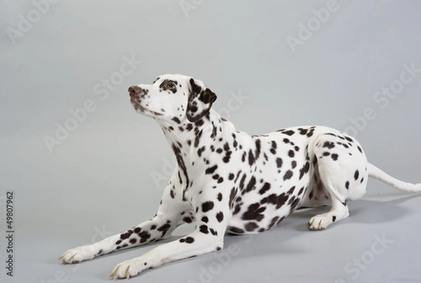 Fototapeta Dog Dalmatian