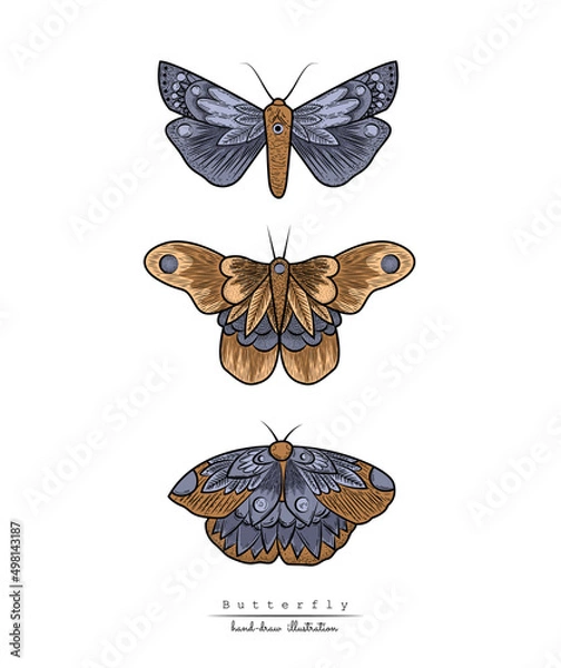 Fototapeta Butterfly. Seth night moths. Insects. Simple vector illustration.