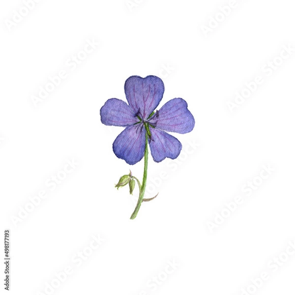 Fototapeta watercolor drawing flower of meadow crane's-bill, Geranium pratense isolated at white background , hand drawn botanical illustration