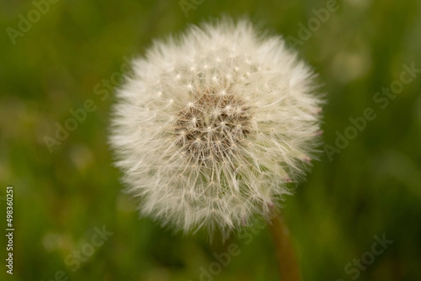 Fototapeta Dandelion Weed Close Up Gone To Seed