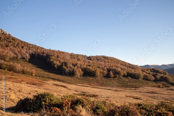 Fototapeta Magical forests in Northern Spain.