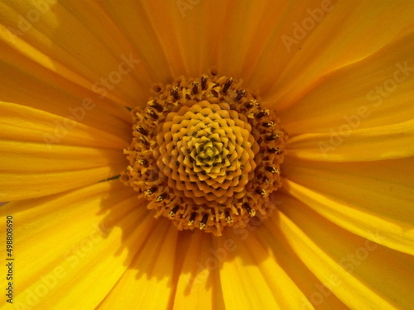 Fototapeta Closeup Yellow Flower