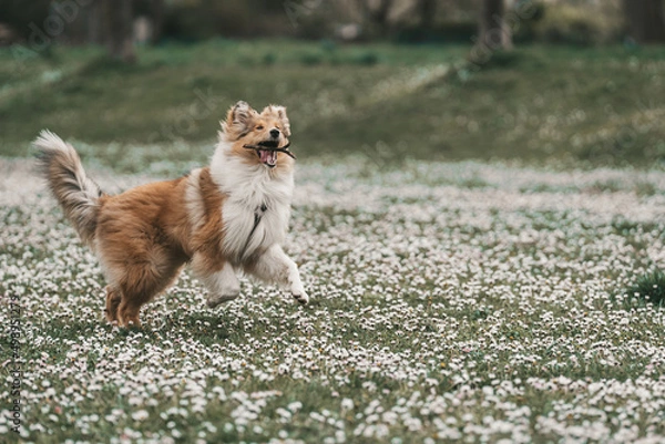 Obraz Collie Langhaar britisch Junghund spielt mit einem Stock auf einer Wiese mit Gänseblümchen freudig Var. 8