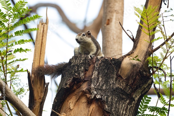 Fototapeta Squirrel