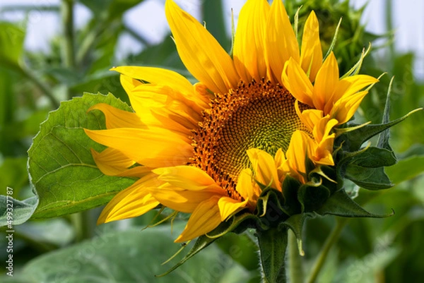 Fototapeta beautiful flowers sunflowers flowering time and insect pollination