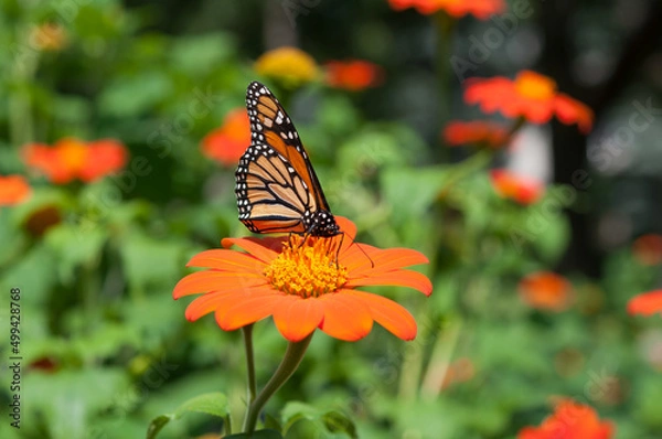 Obraz monarch butterfly on flower (Tithonia rotundifolia)