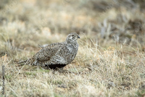 Fototapeta Sage Grouse female taken in Northern Colorado