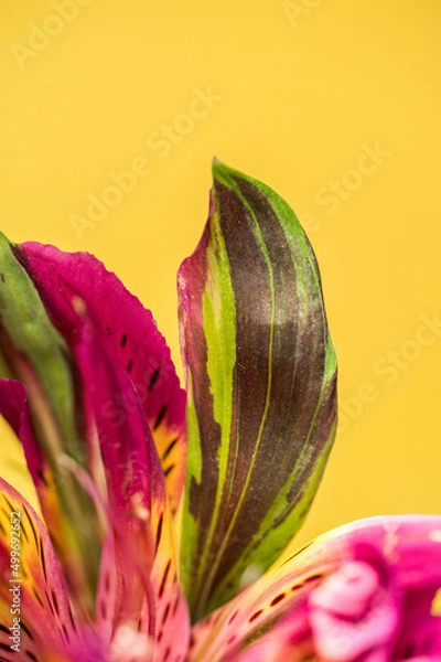 Fototapeta Alstroemeria blooms with yellow background