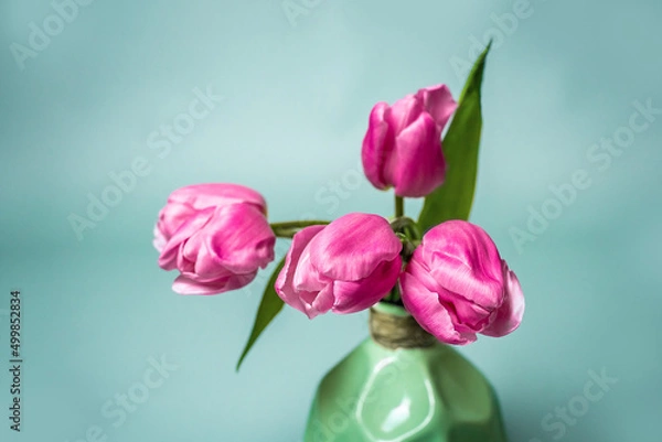 Obraz Studio close up photo of light green vase with bouquet of five pink tulip flowers on aquamarine background. Postcard, cover, wallpaper