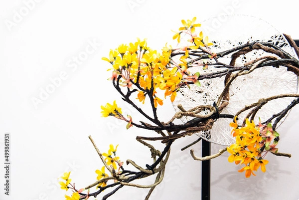 Fototapeta Yellow Ochna flowers, Lunar, Chinese New Year decorations with white background