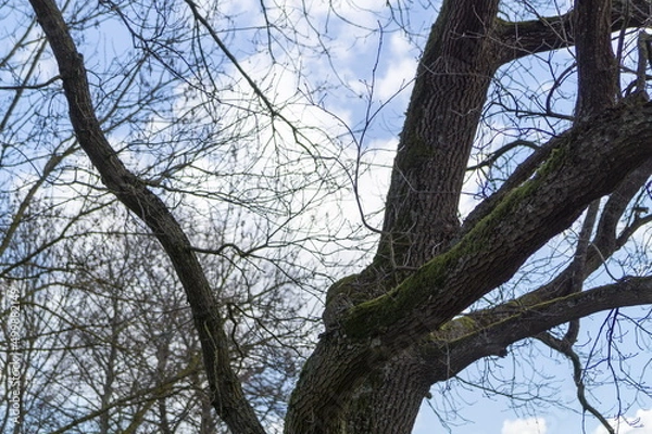 Fototapeta Baum