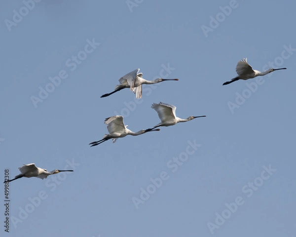 Fototapeta Common spoonbills in flight - Eurasian spoonbill - Platalea leucorodia