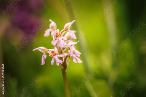 Fototapeta Sicilian Flower Plant Macro in spring Italy in Europe on a lovely day