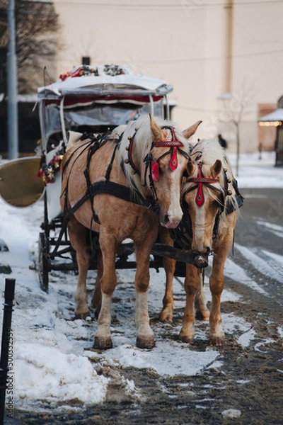 Fototapeta Two walking beige horses in teams and with red blinders stand at the crossroads of streets during a snowfall with a carriage for tourists. Lviv, Ukraine.