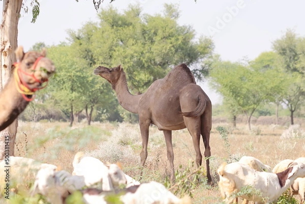 Obraz photo of A large size Domestic camel standing under tree shadow in the field, india