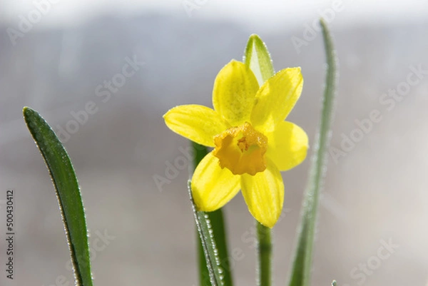 Fototapeta Narcissus and green leaves