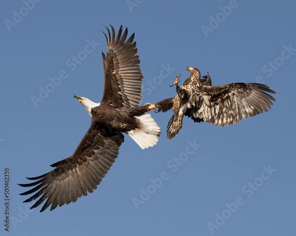 Fototapeta Bald Eagles