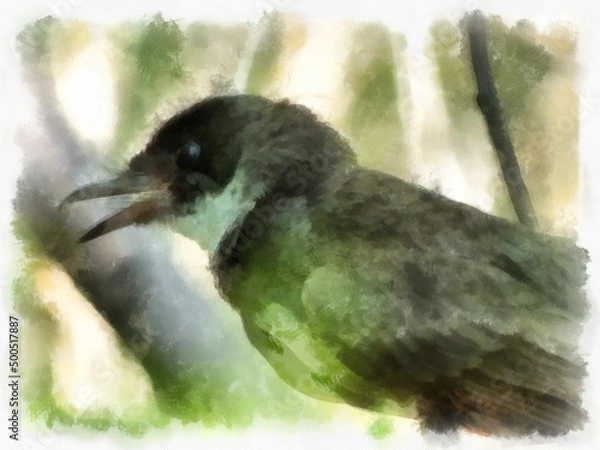 Fototapeta small magpie watercolor style illustration impressionist painting.