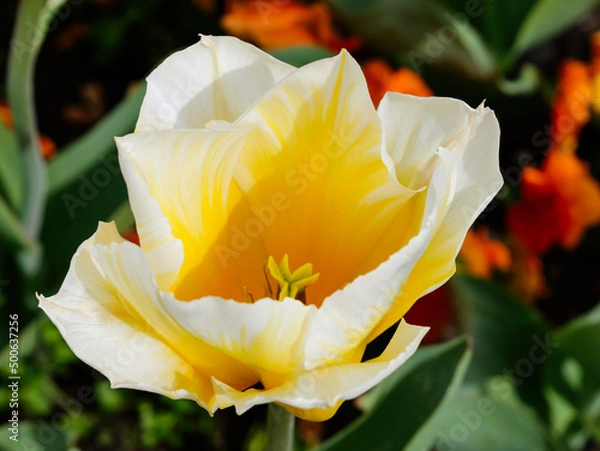 Fototapeta The beautiful yellow flower