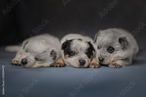 Fototapeta Little Australian Cattle Dog puppy