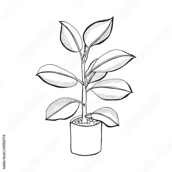 Fototapeta Plants ficus vector illustration in the pot. Hand drawn contour on white background. For background; web; print and  infographics.