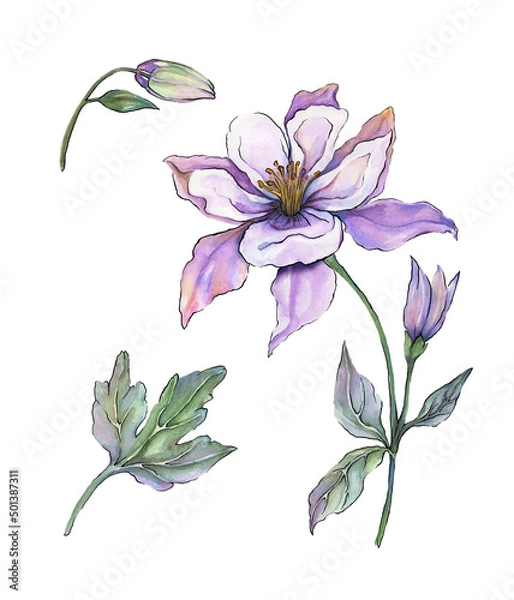 Fototapeta Beautiful tropical floral set (blue and purple aquilegia). Colorful columbine flower and exotic leaves isolated on white background. Watercolor painting.Greeting cards design