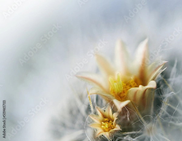 Fototapeta Closeup of a cute beautiful yellow cactus flower. Soft focus. View from above. Nature.