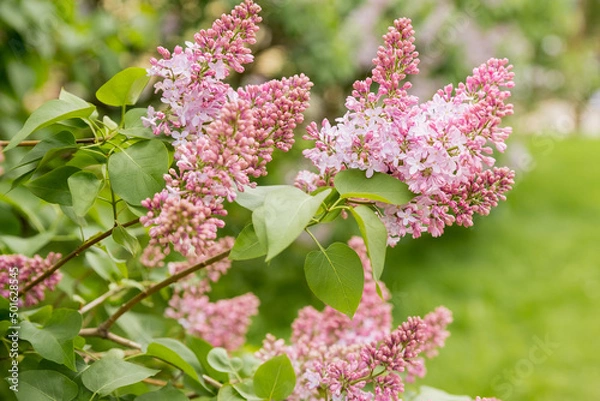 Fototapeta Beautiful lilac flowers with selective focus. pink lilac flower with blurred green leaves. Spring blossom. Blooming lilac branches in the park. Summer time