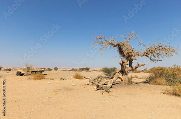 Fototapeta  dry tree in Arava desert Israel