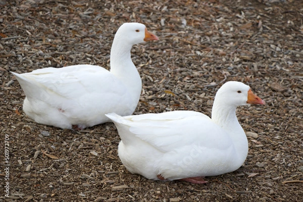 Fototapeta White geese hatch eggs. Domestic geese. Agriculture