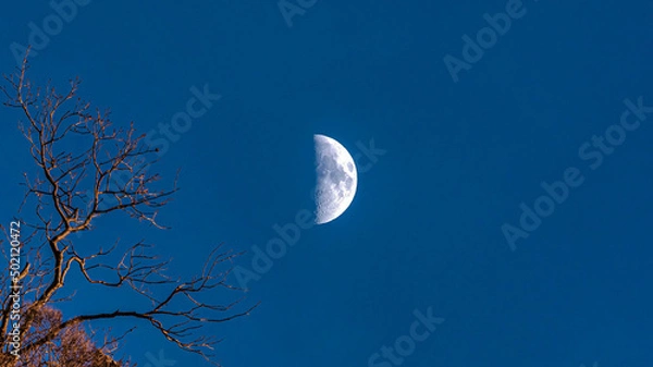 Fototapeta Panorama Half moon and its craters against the midnight blue sky at Provo in Utah