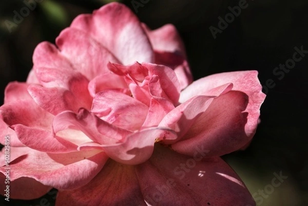 Fototapeta Garden Roses from Southern Brazil.	