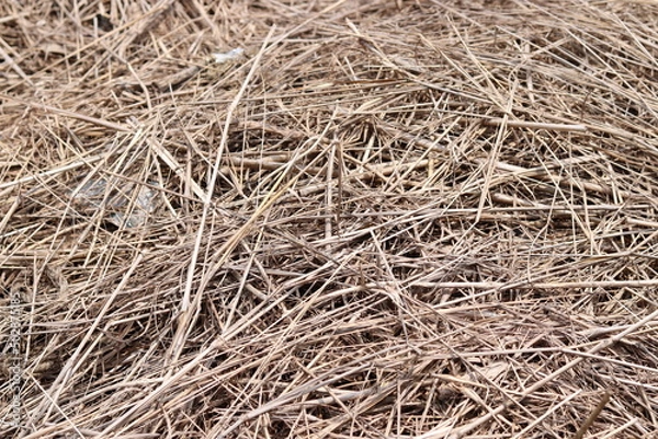 Fototapeta texture of hay