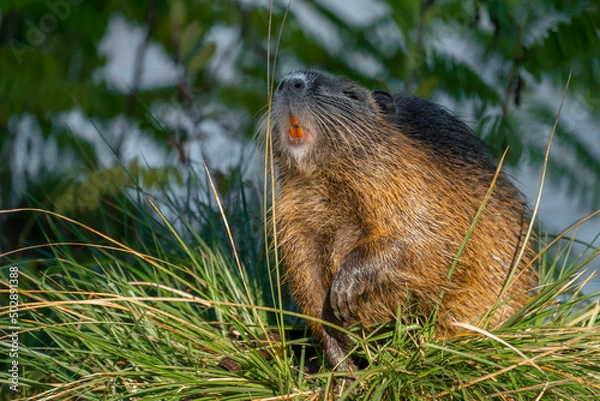 Fototapeta Wet muskrat (Ondatra zibethica) sits in the water near the shore and eats grass in the light of the setting sun