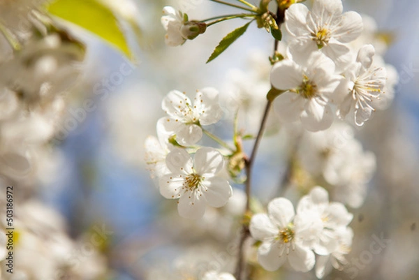 Fototapeta White blossom on a tree. Blooming cherry. Spring