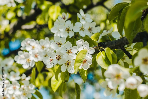 Fototapeta Pear flowers. Blooming pear. Spring flowering.