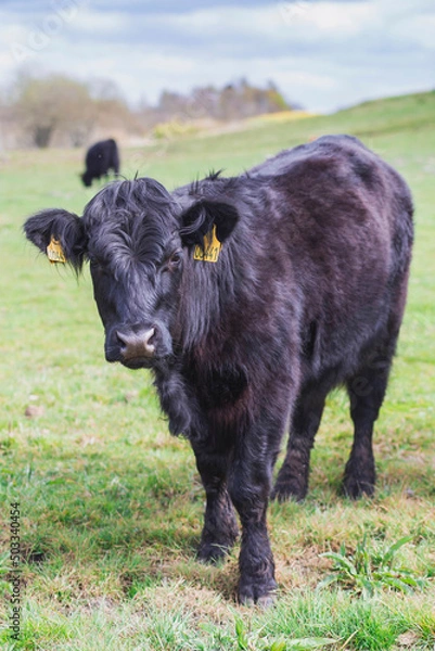 Fototapeta Beautiful long-haired cows graze on a pasture in Denmark