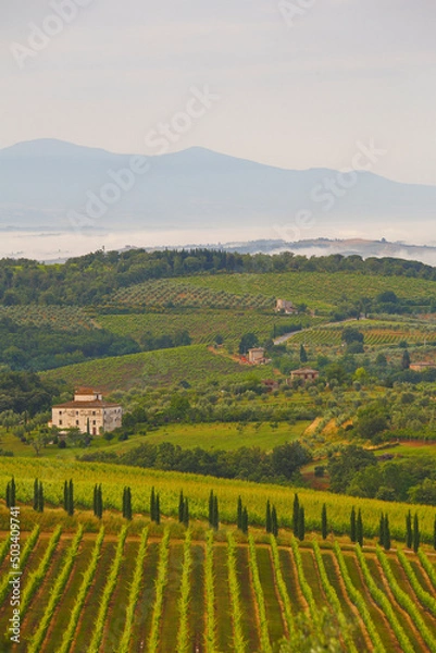 Fototapeta Chianti, panorami di colline coltivate a vigneto