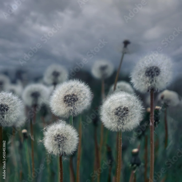 Obraz Fluffy dandelions against the backdrop of heavy thunderclouds. Anxious waiting for rain