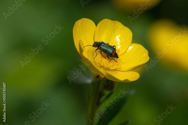 Fototapeta Malachius bipustulatus - Malachite Beetle - Malachides à deux points - Malachie à deux taches