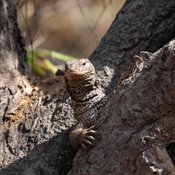 Fototapeta Bengal monitor, Varanus bengalensis, lizard walking in India
