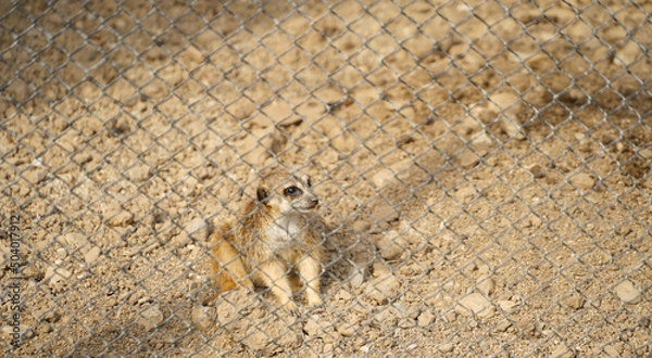 Fototapeta meerkat. meerkat at a zoo.