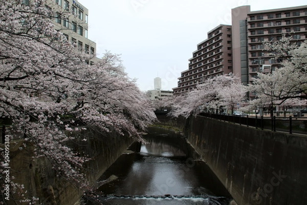 Fototapeta 石神井川の桜