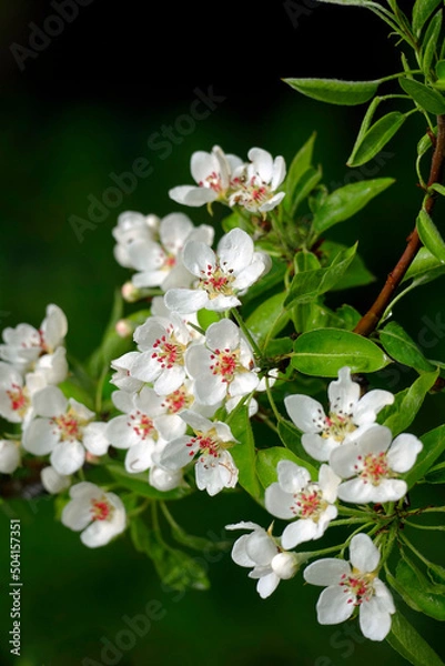 Fototapeta Flowers in the garden. Close-up of buds on a pear. White petals. Spring