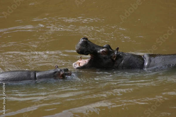 Fototapeta  hippopotamus