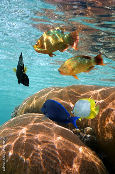 Fototapeta Underwater colorful tropical fish with coral below water surface, Caribbean sea